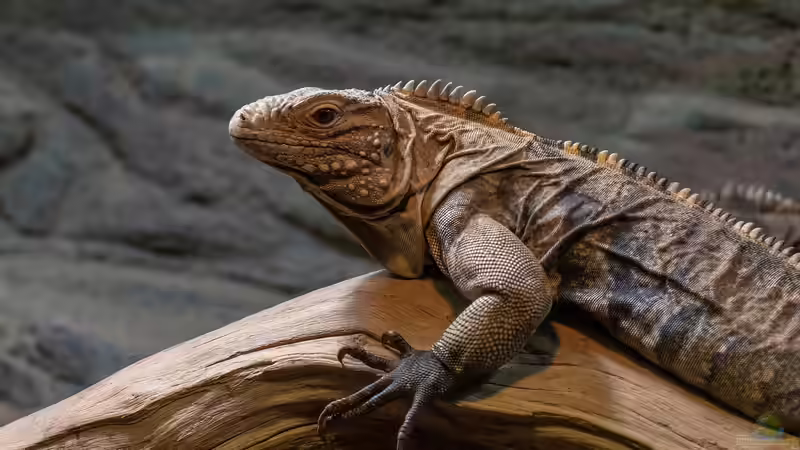 Blog: Reptilienauffangstationen in Deutschland - Verantwortung, Rettung und Artenschutz (7693)