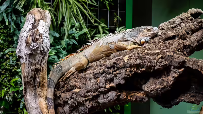 Blog: Reptilienraum - Das Herzstück einer professionellen Reptilienhaltung (8018)