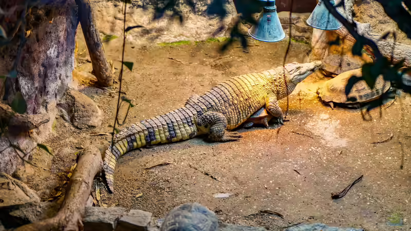 Blog: Reptilienraum - Das Herzstück einer professionellen Reptilienhaltung (8018)