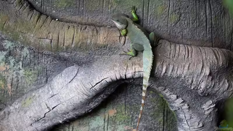 Blog: Reptilienraum - Das Herzstück einer professionellen Reptilienhaltung (8018)