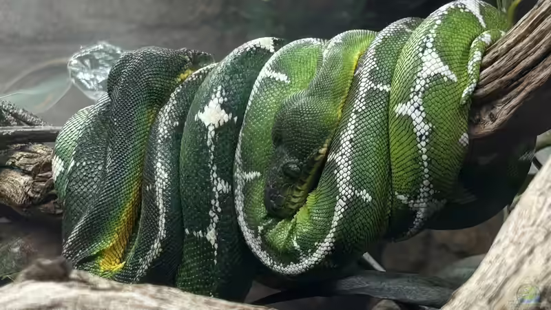Blog: Reptilienraum - Das Herzstück einer professionellen Reptilienhaltung (8018)