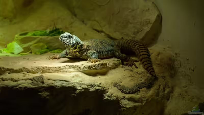 Blog: Reptilienraum - Das Herzstück einer professionellen Reptilienhaltung (8018)
