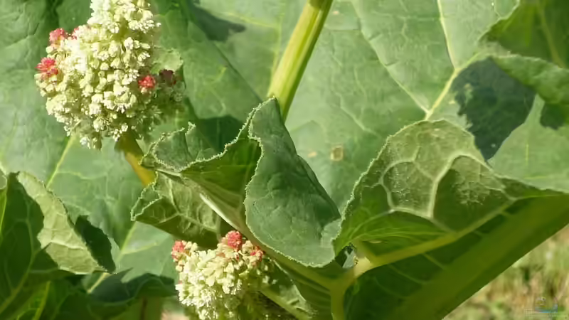Blog: Rhabarber ernten - Der große Praxisleitfaden für eine reiche, gesunde Ernte (7528)