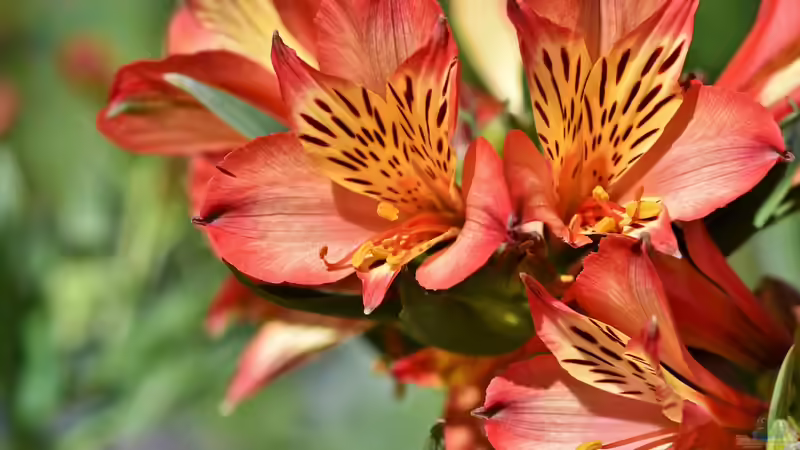 Blog: Rhododendren im Garten - So bereitest du den Boden richtig auf (7751)