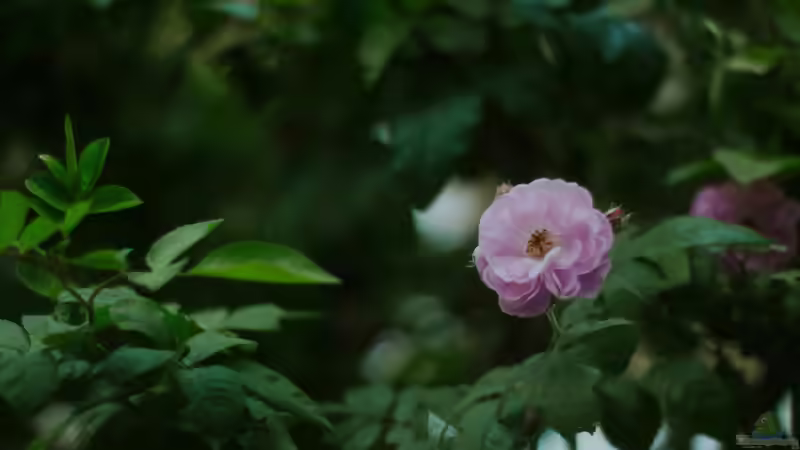 Blog: Rosen schneiden - Der ultimative Leitfaden für gesunde, üppig blühende Rosen im Garten (7427)