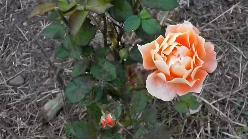 Blog: Rosen schneiden - Der ultimative Leitfaden für gesunde, üppig blühende Rosen im Garten (7427)