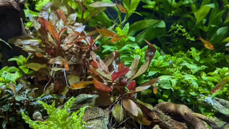 Blog: Rote Aquarienpflanzen: Das macht sie so speziell (7770)