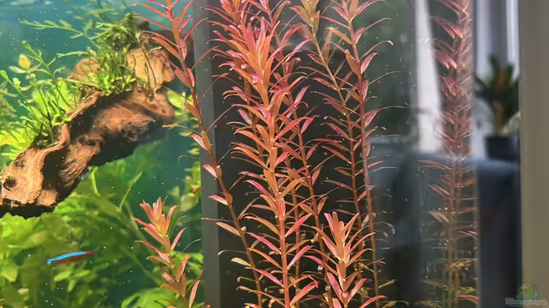 Blog: Rote Aquarienpflanzen: Das macht sie so speziell (7770)