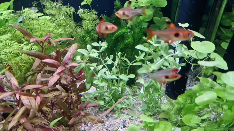 Blog: Rote Aquarienpflanzen: Das macht sie so speziell (7770)