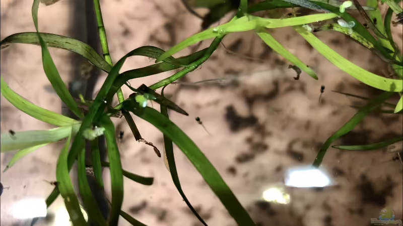 Blog: Rotrücken-Makropoden ??? Macropodus erythropterus (5479)