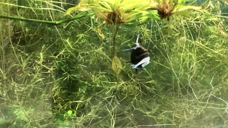 Blog: Rotrücken-Makropoden ??? Macropodus erythropterus (5479)