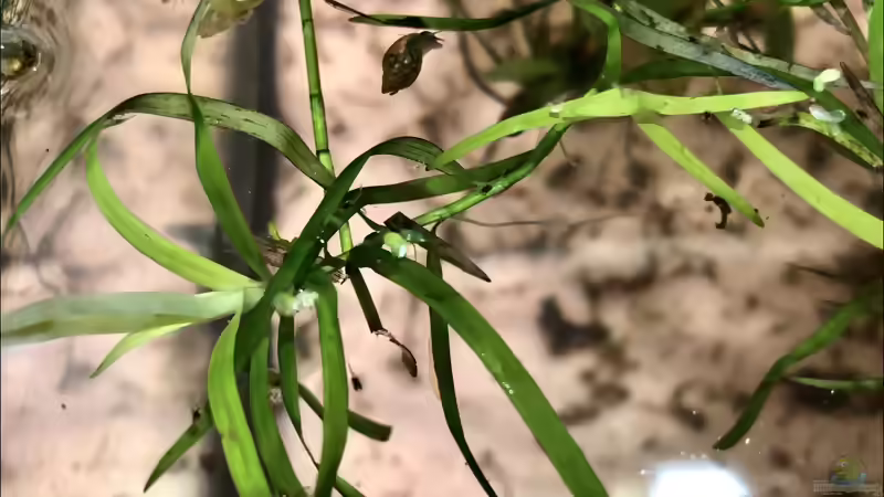 Blog: Rotrücken-Makropoden ??? Macropodus erythropterus (5479)