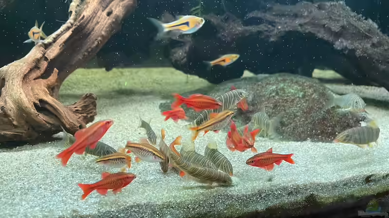 Blog: Routine am Aquarium - Warum weniger oft mehr ist (7673)