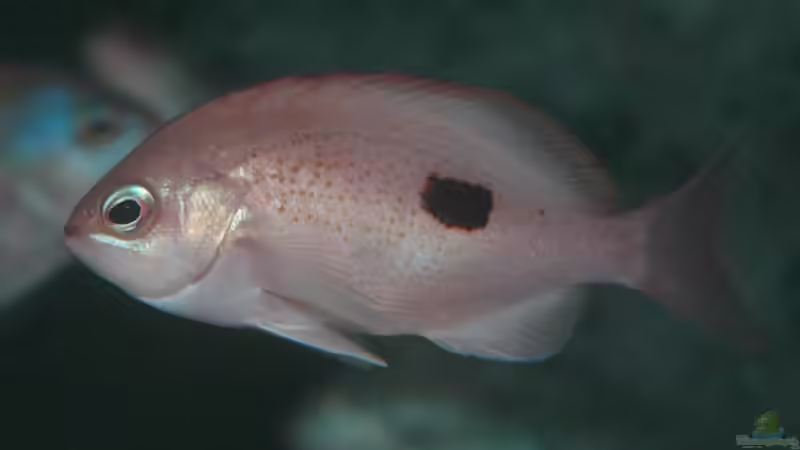Blog: Sägebarsche - faszinierende Räuber im Meerwasseraquarium (7649)