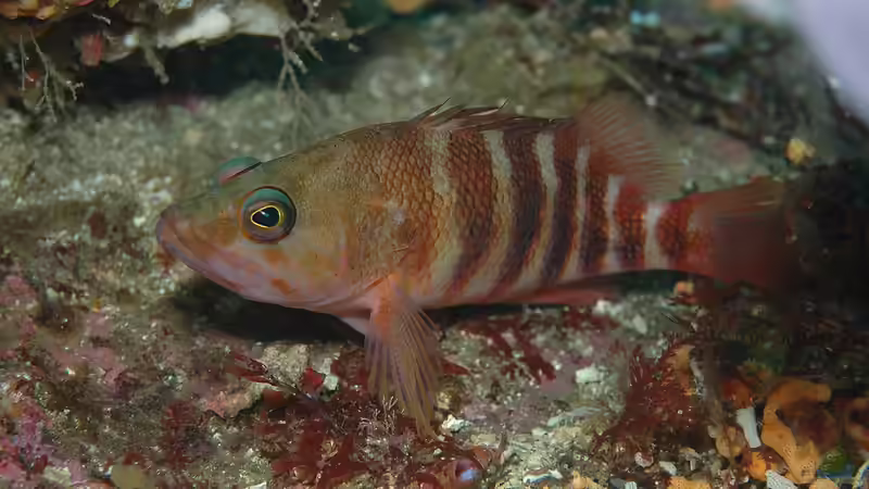 Blog: Sägebarsche - faszinierende Räuber im Meerwasseraquarium (7649)