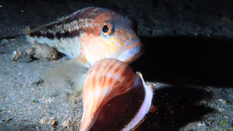 Blog: Sägebarsche - faszinierende Räuber im Meerwasseraquarium (7649)