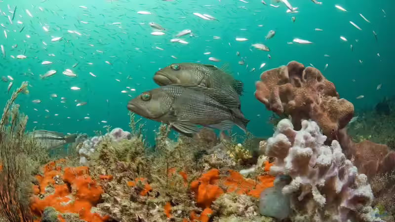 Blog: Sägebarsche - faszinierende Räuber im Meerwasseraquarium (7649)
