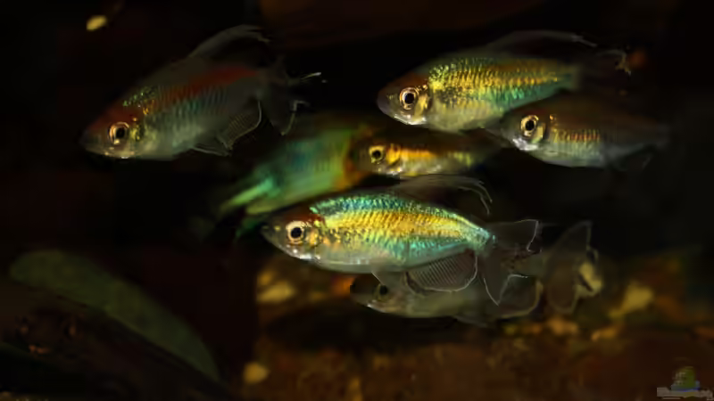 Blog: Salmler aus Afrika: Wenn es nicht die südamerikanischen Arten sein sollen (7126)