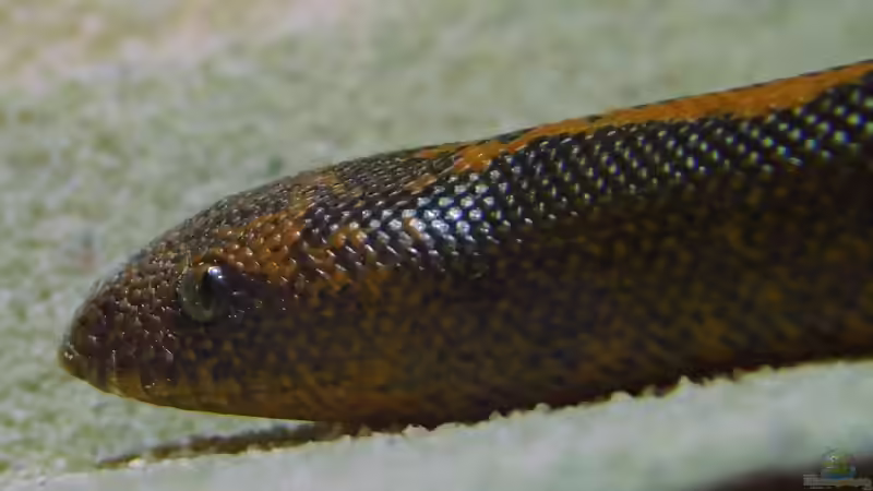 Blog: Sandboas: Das macht sie bei Terrarianern so beliebt (7722)