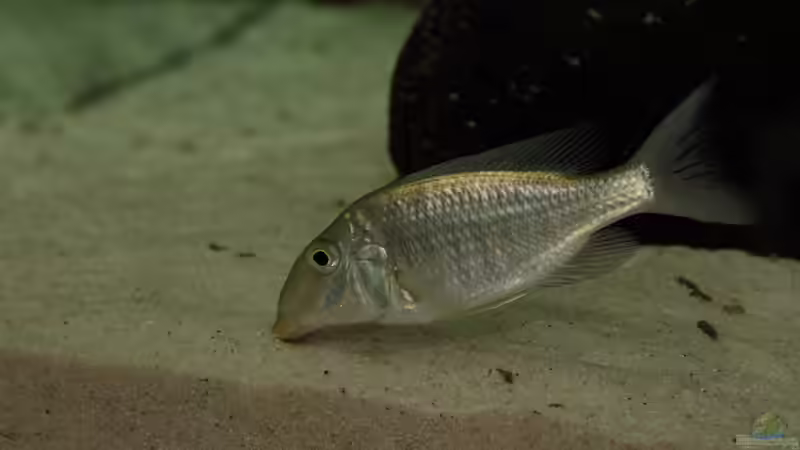 Blog: Sandcichliden aus dem Malawisee: So wird das Aquarium optimal eingerichtet (7690)