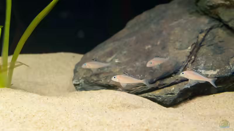 Blog: Sandcichliden aus dem Tanganjikasee: faszinierende Spezialisten für naturnahe Aquarien (8095)