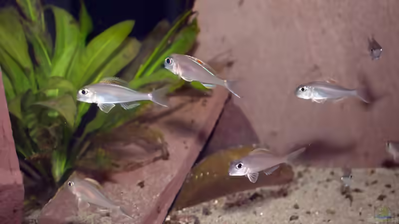 Blog: Sandcichliden aus dem Tanganjikasee: faszinierende Spezialisten für naturnahe Aquarien (8095)
