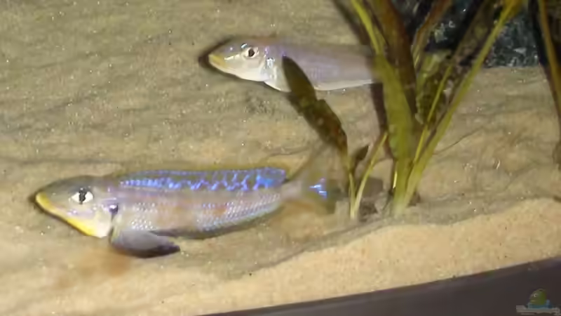 Blog: Sandcichliden aus dem Tanganjikasee: faszinierende Spezialisten für naturnahe Aquarien (8095)