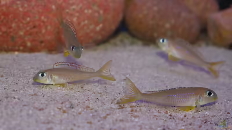 Blog: Sandcichliden aus dem Tanganjikasee: faszinierende Spezialisten für naturnahe Aquarien (8095)