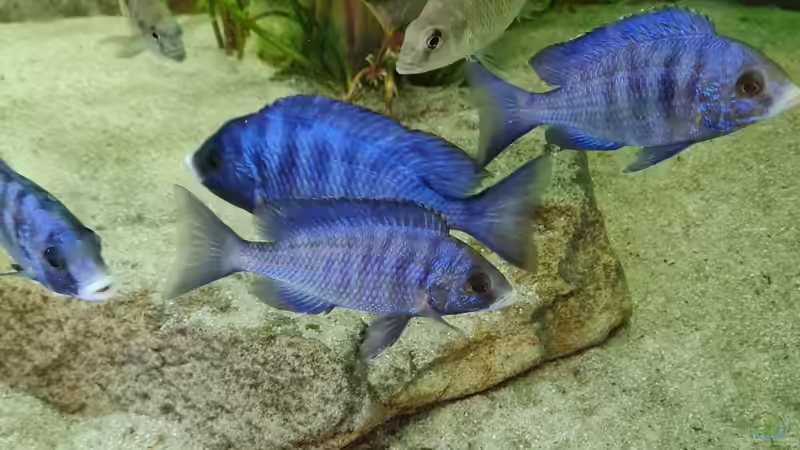 Blog: Sandtaucher und Folgerfische aus dem Malawisee: Rückschlüsse für die Aquarienhaltung (6456)