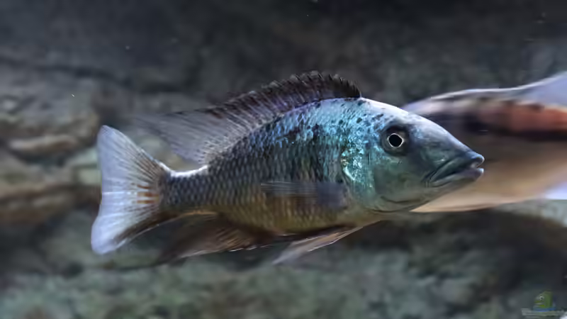 Blog: Sandtaucher und Folgerfische aus dem Malawisee: Rückschlüsse für die Aquarienhaltung (6456)