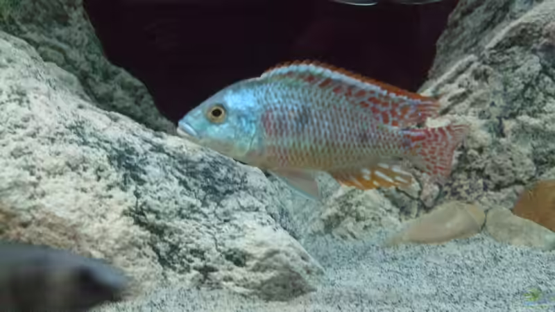Blog: Sandtaucher und Folgerfische aus dem Malawisee: Rückschlüsse für die Aquarienhaltung (6456)