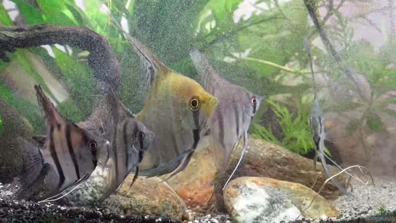 Blog: Sauerstoffgehalt im Aquarium messen - der umfassende Praxisleitfaden für Aquarianer (7767)