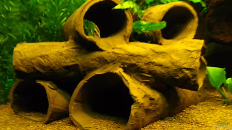 Blog: Schiefer- oder Tonhöhlen für Welse: Welche Höhle eignet sich fürs Aquarium? (8246)