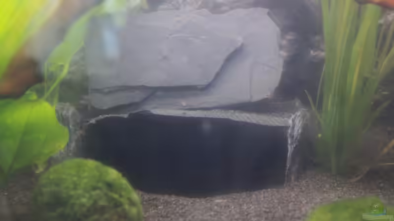 Blog: Schiefer im Aquarium richtig verkleben: Ein umfassender Leitfaden (7765)