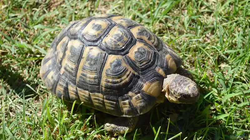 Blog: Schildkröten: Deshalb können sie so unglaublich alt werden (7723)