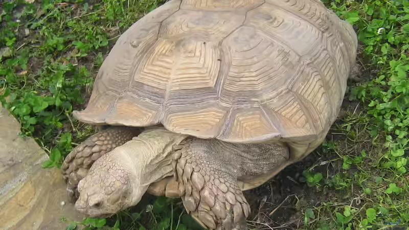 Blog: Schildkröten: Deshalb können sie so unglaublich alt werden (7723)
