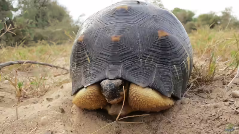 Blog: Schildkröten: Deshalb können sie so unglaublich alt werden (7723)
