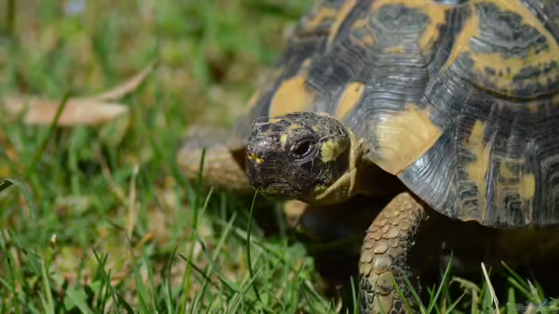Blog: Schildkröten: Deshalb können sie so unglaublich alt werden (7723)