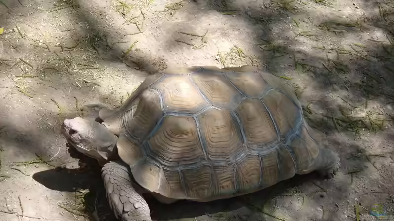 Blog: Schildkröten: Deshalb können sie so unglaublich alt werden (7723)