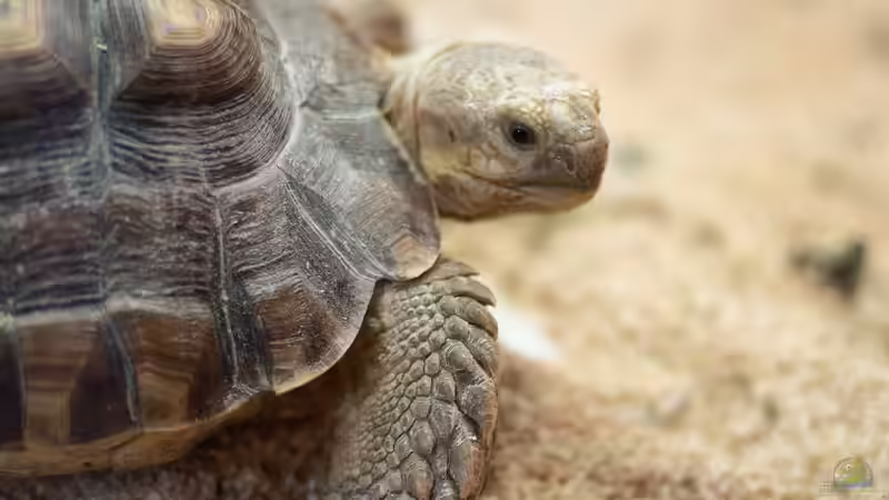 Blog: Schildkröten: Deshalb können sie so unglaublich alt werden (7723)