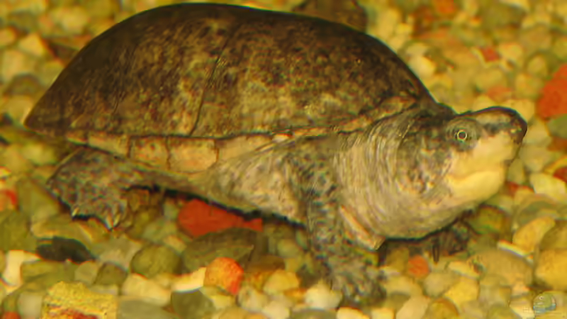 Blog: Schildkröten im Gartenteich halten (5681)