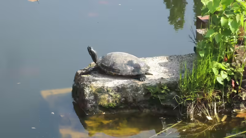 Blog: Schildkröten im Gartenteich halten (5681)