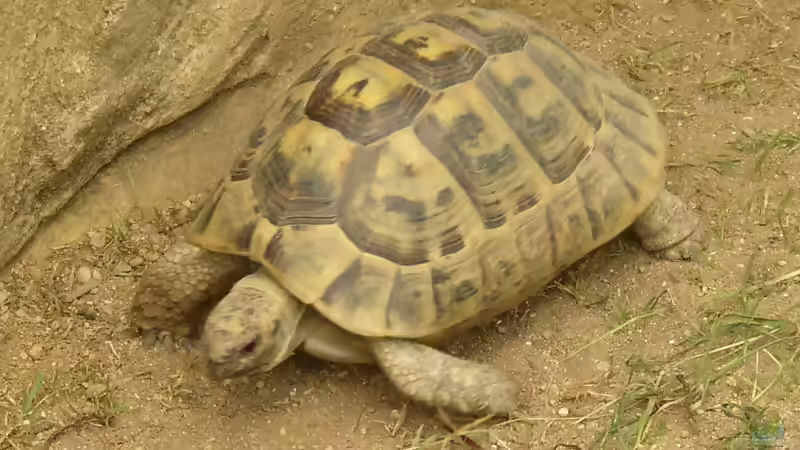 Blog: Schildkröten im Terrarium halten (5808)