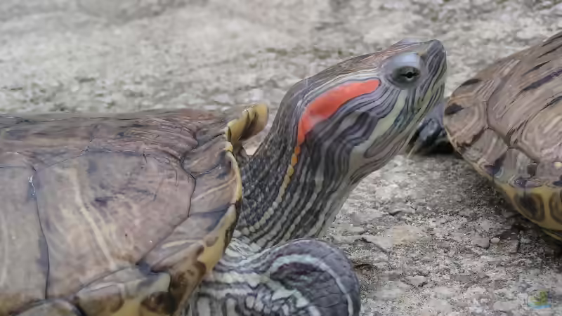 Blog: Schildkröten im Terrarium halten (5808)