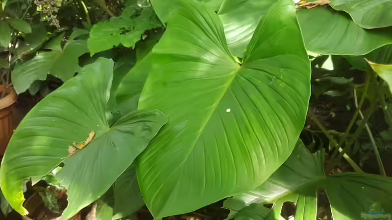 Blog: Schismatoglottis-Arten im Terrarium: Tropische Blattschönheiten für feuchte Lebensräume (8029)