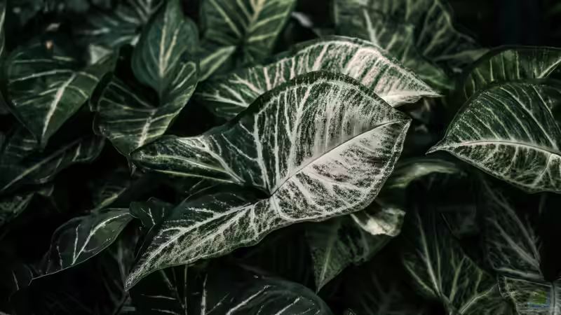 Blog: Schismatoglottis-Arten im Terrarium: Tropische Blattschönheiten für feuchte Lebensräume (8029)