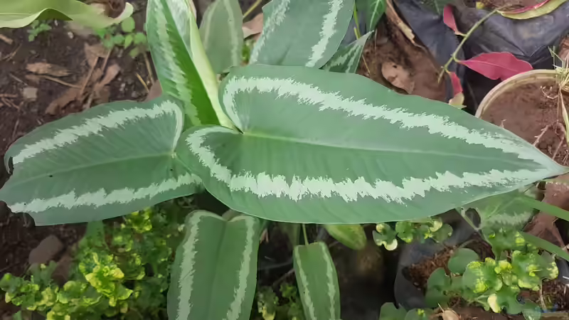 Blog: Schismatoglottis-Arten im Terrarium: Tropische Blattschönheiten für feuchte Lebensräume (8029)