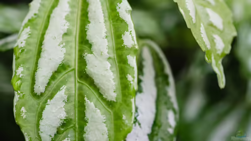 Blog: Schismatoglottis-Arten im Terrarium: Tropische Blattschönheiten für feuchte Lebensräume (8029)