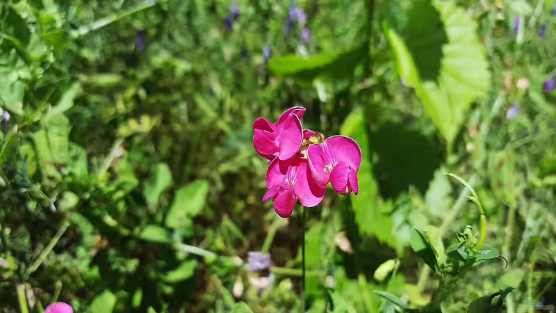 Blog: Schmetterlingsblütler - Faszinierende Pflanzenfamilie zwischen Ökologie, Gartenpraxis und Kulturgeschichte (7754)