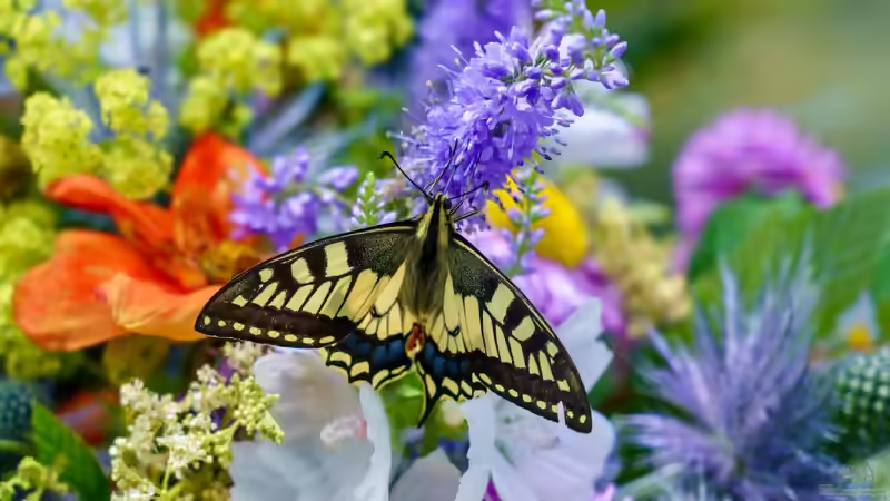 Blog: Schmetterlingsblumen: Die besten Pflanzen für einen schmetterlingsfreundlichen Garten (8182)